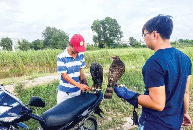 Thú nuôi đại bàng ảnh 2