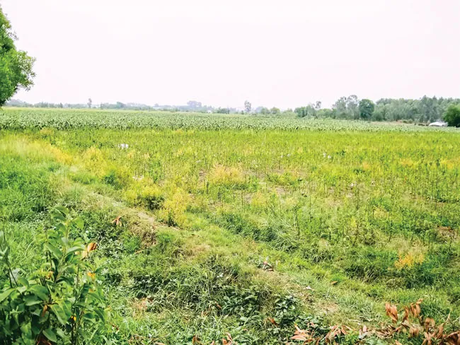 Minh bạch quy hoạch, không gian đô thị ảnh 1