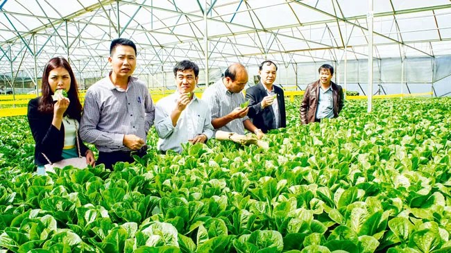 Nông nghiệp công nghệ cao: Doanh nghiệp nhỏ còn lẻ loi ảnh 1