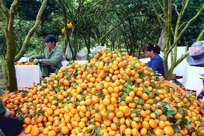 Phối hợp 3 bộ, nâng tầm thương hiệu Việt ảnh 1