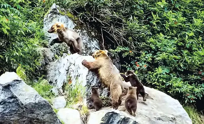 Hành trình khám phá Alaska ảnh 7