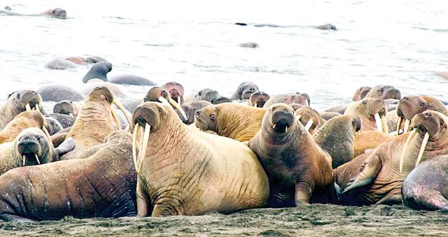 Hành trình khám phá Alaska ảnh 6