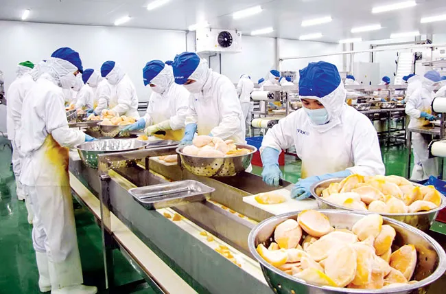 Tăng tốc chế biến sâu rau, củ quả ảnh 1