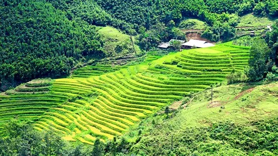 Đừng đến Fansipan mùa lúa chín, bởi thứ bùa mê hoặc ấy sẽ khiến bạn chẳng muốn về! ảnh 2