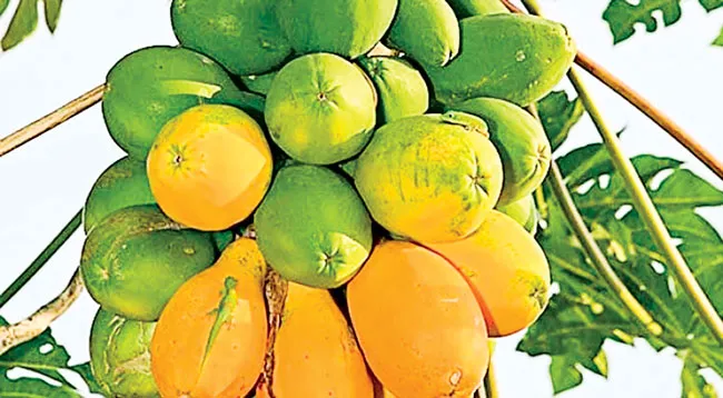 Đu đủ - bồi bổ và dưỡng sinh ảnh 1