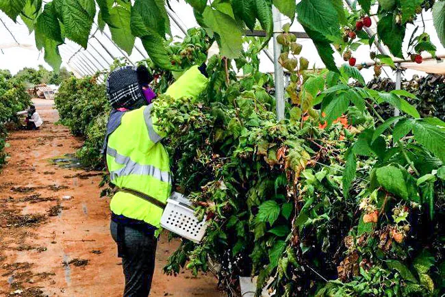 Australia: Hút lao động nhập cư ảnh 1