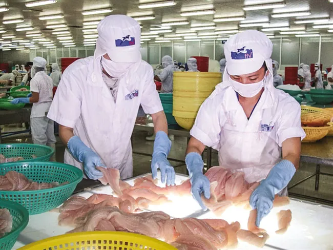 HVG khó lấy lại vị thế “vua cá tra” ảnh 1