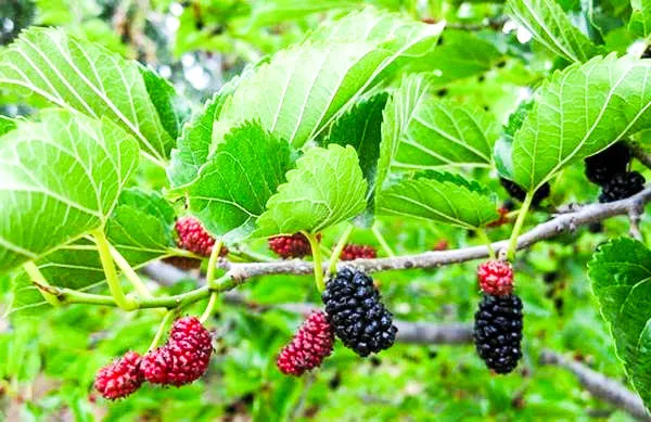 Chữa bệnh hiệu quả bằng cây dâu ảnh 1