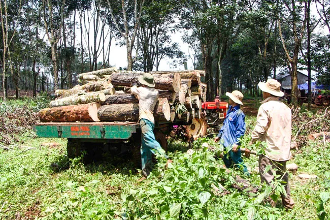 Chủ động nguyên liệu gỗ nội địa ảnh 1