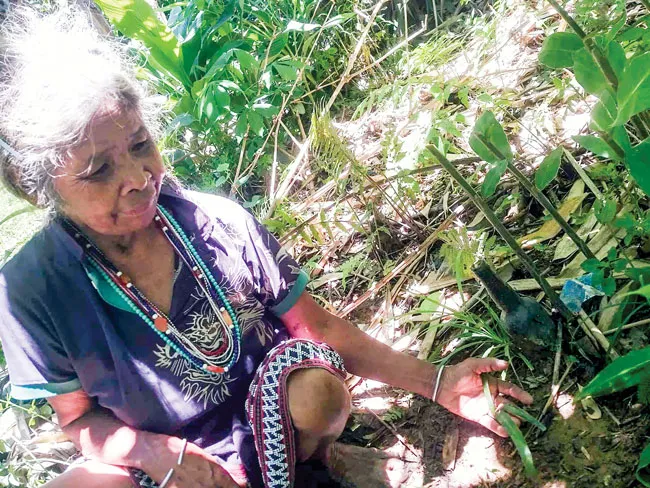 Sự thật cây “ngải yêu” ảnh 1