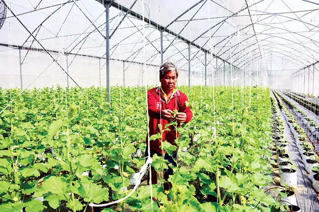 An Giang: Mô hình nông nghiệp bền vững ảnh 1