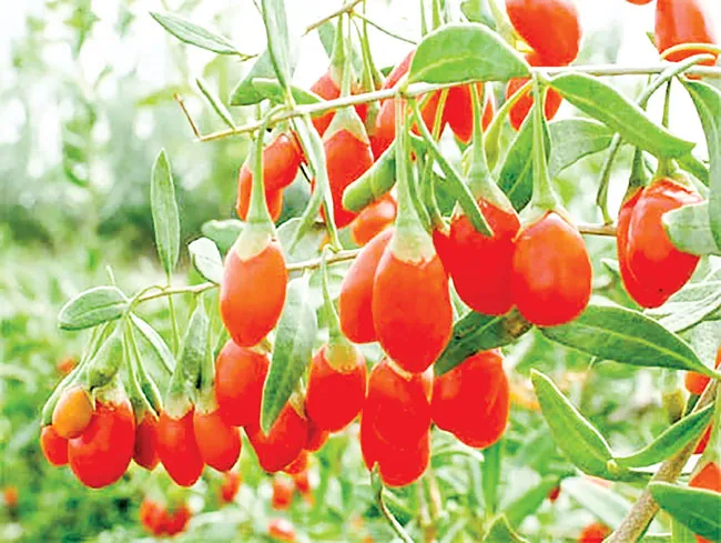 Câu kỷ tử trị bệnh đa dạng ảnh 1