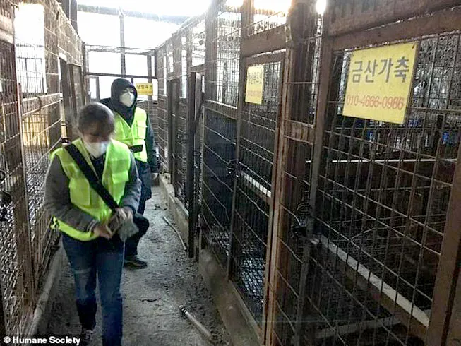 Hàn Quốc giải thể cơ sở giết mổ chó lớn nhất nước ảnh 1