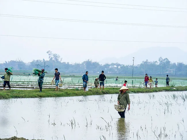 Vào mùa rươi ảnh 3