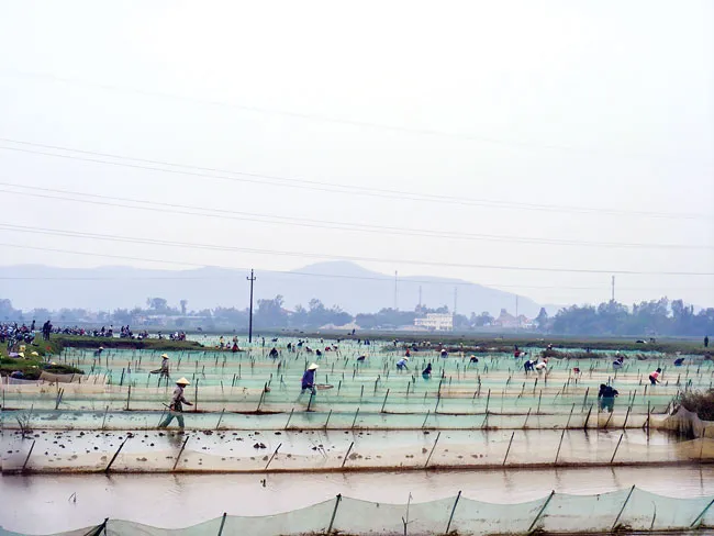 Vào mùa rươi ảnh 5