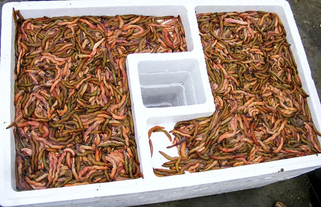 Vào mùa rươi ảnh 6