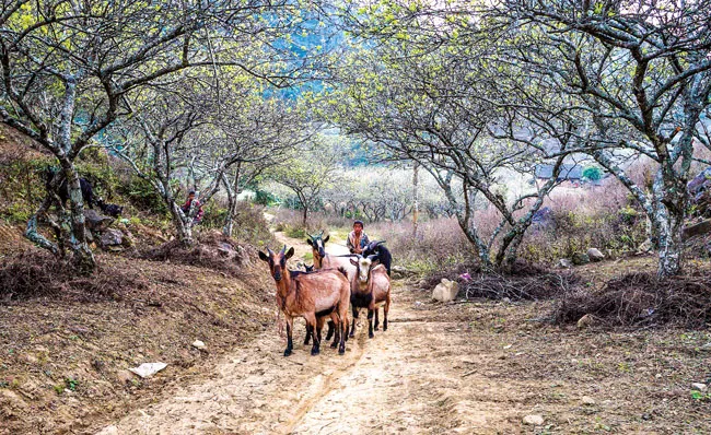 Mộc Châu vào mùa đẹp nhất ảnh 6