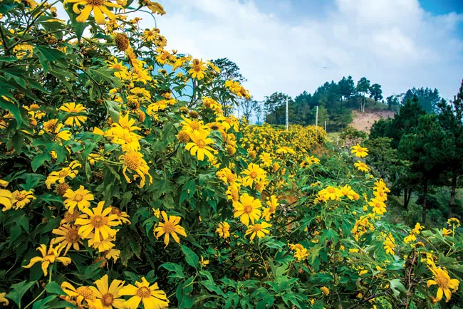 Mộc Châu vào mùa đẹp nhất ảnh 1