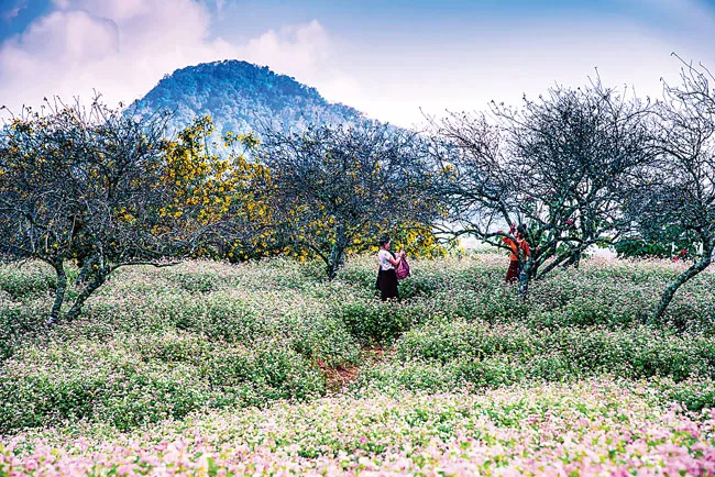 Mộc Châu vào mùa đẹp nhất ảnh 3