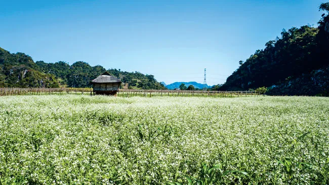 Mộc Châu vào mùa đẹp nhất ảnh 9