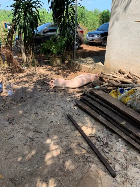  Phát hiện gần 3,5 tấn thịt heo bốc mùi nồng nặc ở cơ sở giết mổ ảnh 5