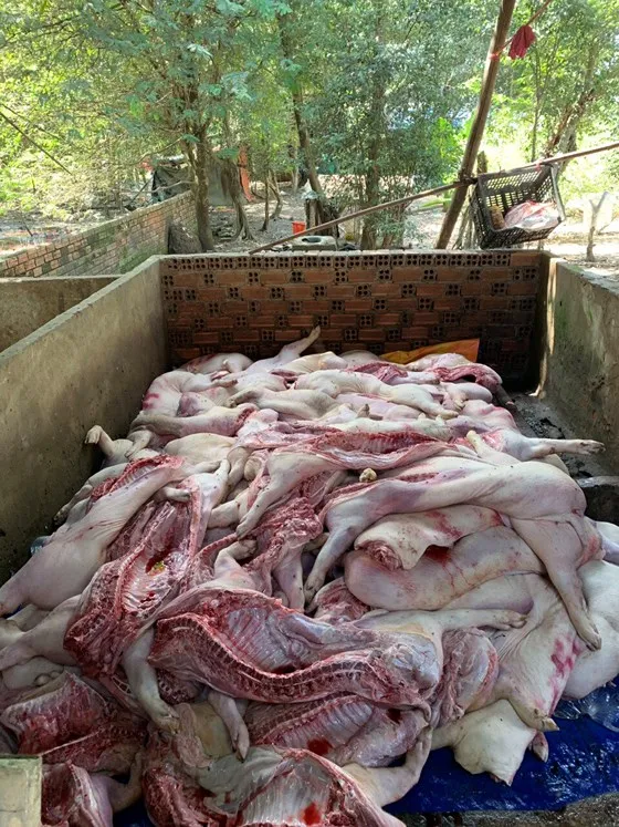  Phát hiện gần 3,5 tấn thịt heo bốc mùi nồng nặc ở cơ sở giết mổ ảnh 1