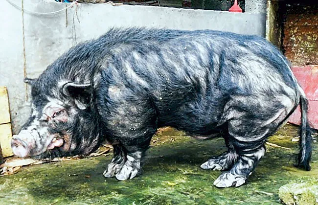 Năm Hợi bàn chuyện lạ về heo ảnh 7
