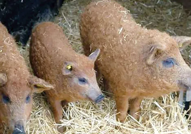 Năm Hợi bàn chuyện lạ về heo ảnh 3