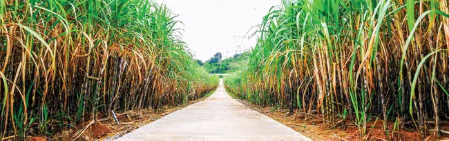 Ngành mía đường: Sức khỏe yếu, dễ tổn thương ảnh 1