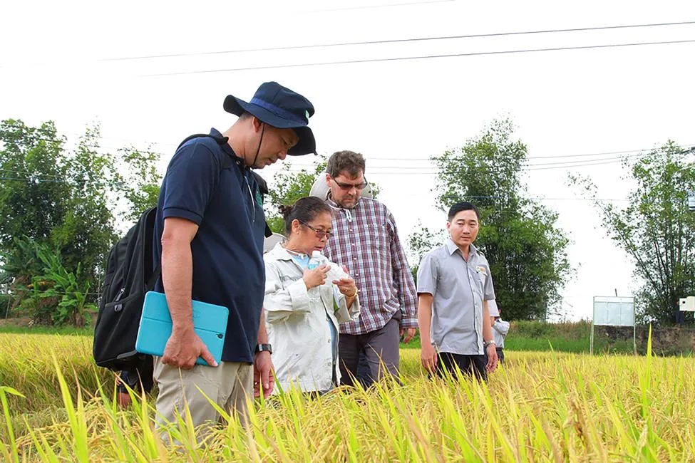 Xuất khẩu gạo -Tìm thị trường mới ảnh 1