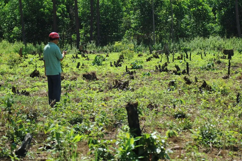 Rừng thông liên tục bị đầu độc ảnh 1
