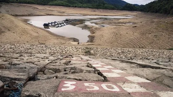 Cây lương thực khô cháy, chết dần vì hạn hán kéo dài ở khu vực Trung Trung bộ ảnh 3