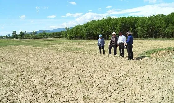 Cây lương thực khô cháy, chết dần vì hạn hán kéo dài ở khu vực Trung Trung bộ ảnh 10
