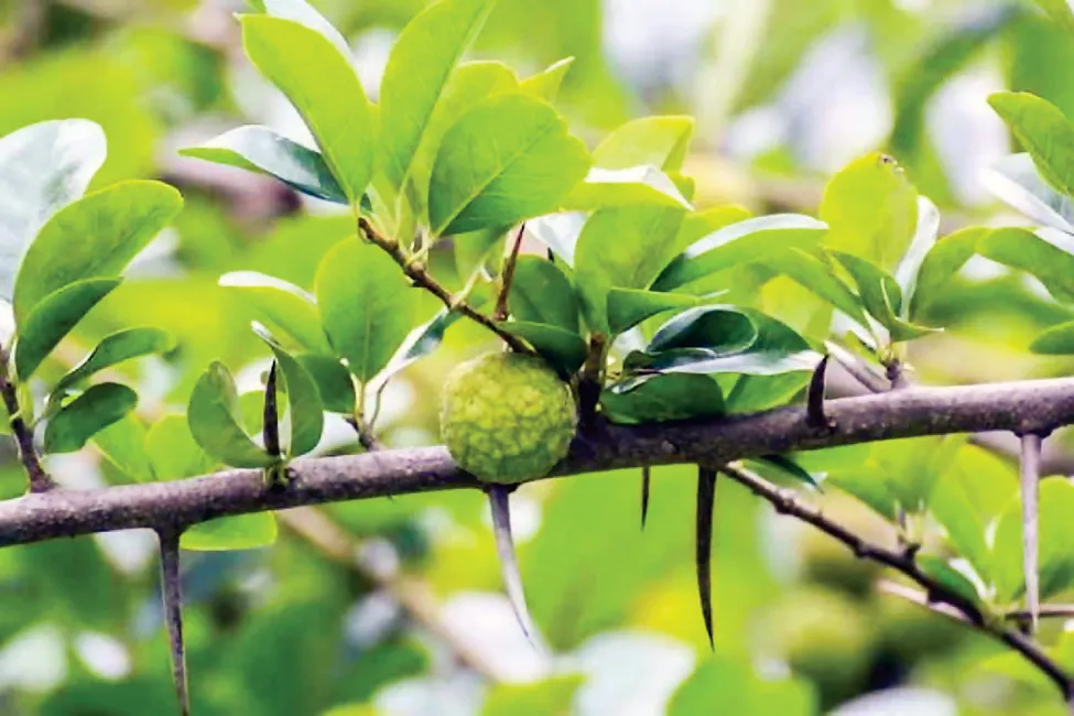 Lá mỏ quạ chữa vết thương phần mềm ảnh 2