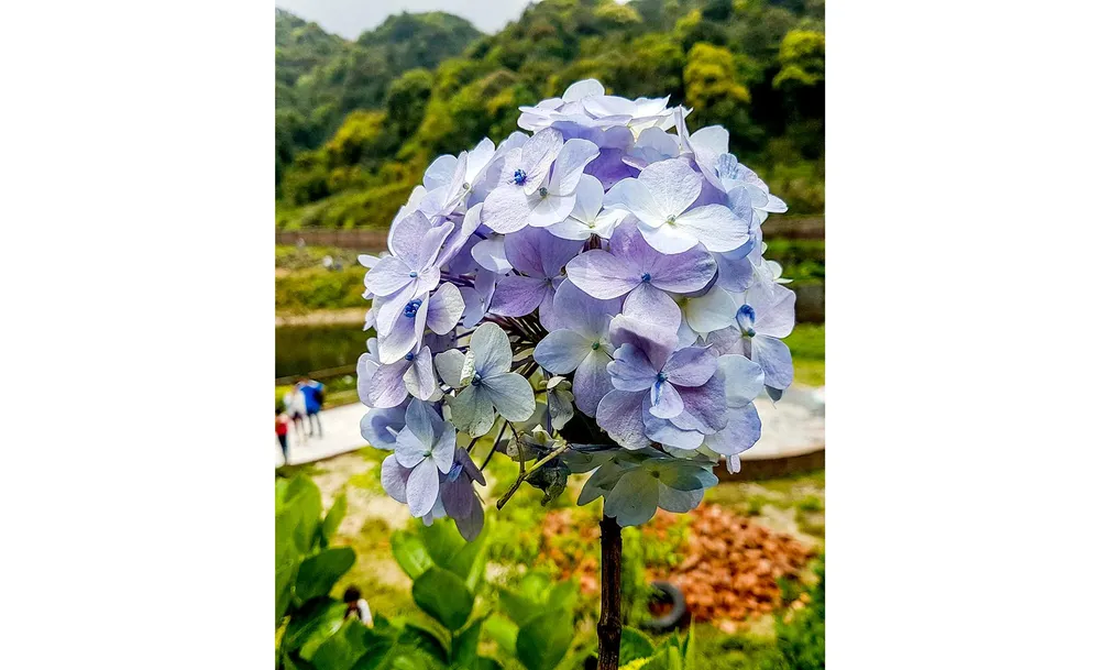 Vương quốc kỳ hoa dị thảo giữa mây trời ảnh 2