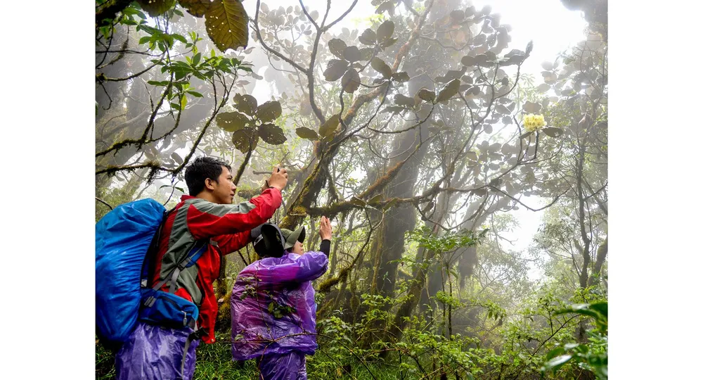 Vương quốc kỳ hoa dị thảo giữa mây trời ảnh 4