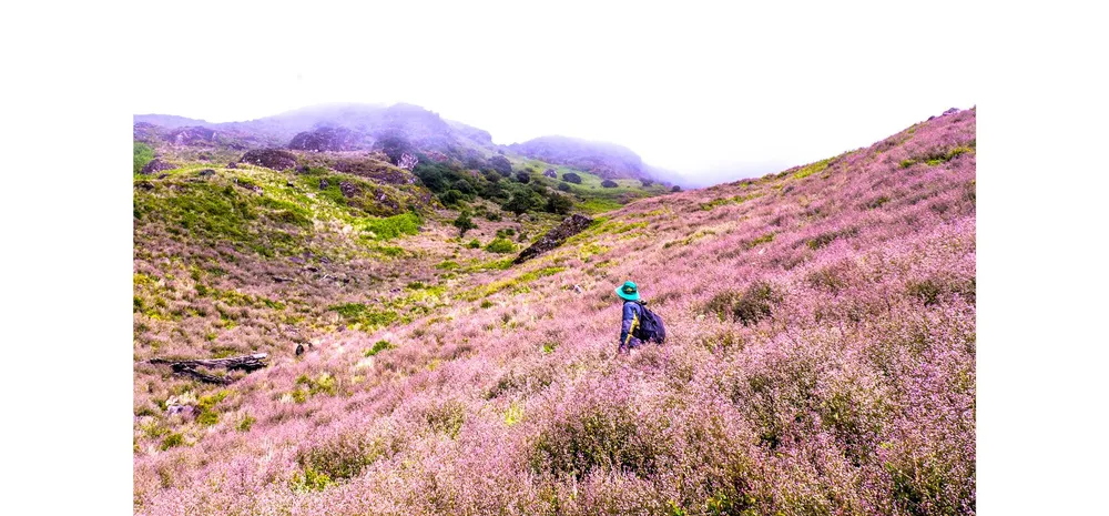 Vương quốc kỳ hoa dị thảo giữa mây trời ảnh 1