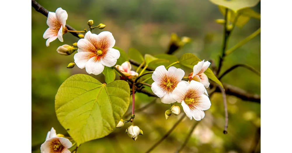 Vương quốc kỳ hoa dị thảo giữa mây trời ảnh 3