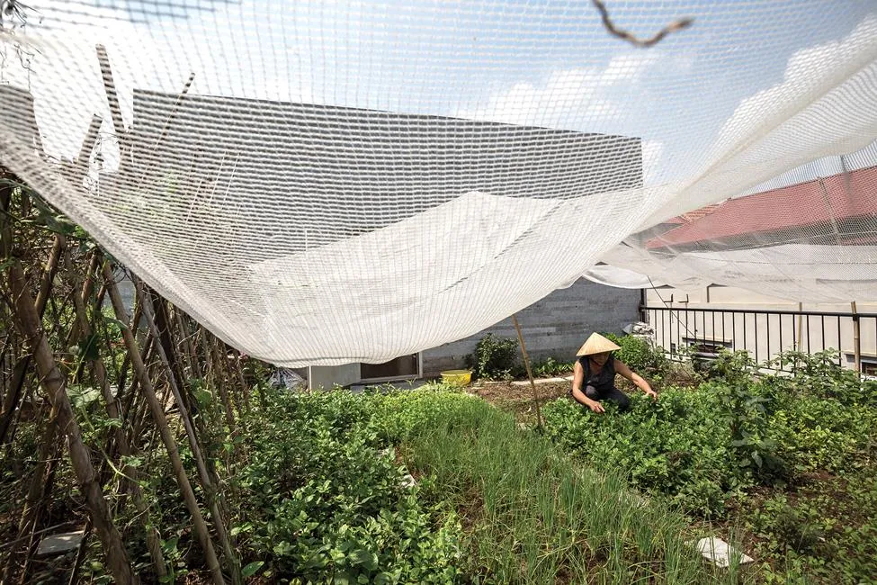 Không gian xanh cho nhà phố thị ảnh 3