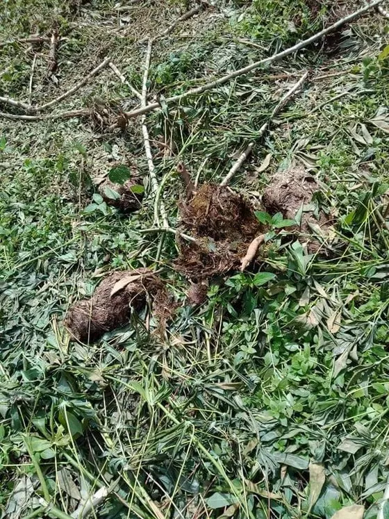 Voi rừng về phá hoa màu của người dân ảnh 2 Voi rừng về phá hoa màu của người dân ảnh 2