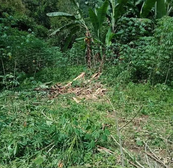 Voi rừng về phá hoa màu của người dân ảnh 1 Voi rừng về phá hoa màu của người dân ảnh 1