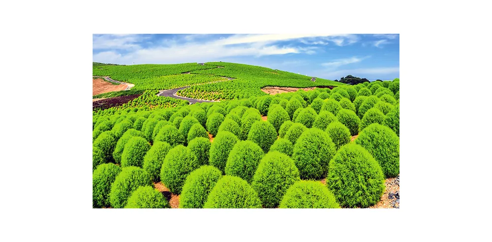 IBARAKI - Vùng đất thiên nhiên trù phú ảnh 3