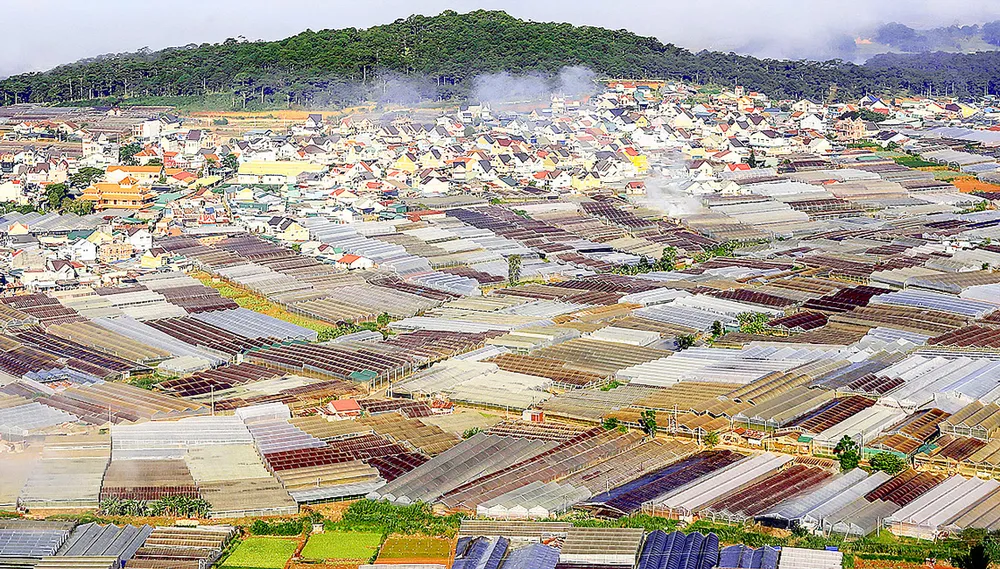 Quy hoạch nhà kính để bảo vệ Đà Lạt ảnh 1