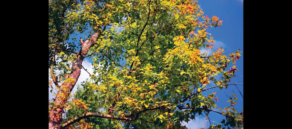 Miền hoài cổ mùa lá phong ảnh 5