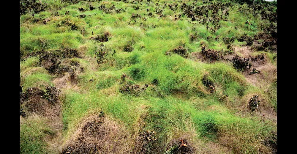 Miền hoài cổ mùa lá phong ảnh 2