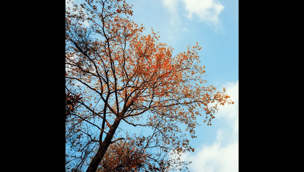 Miền hoài cổ mùa lá phong ảnh 4