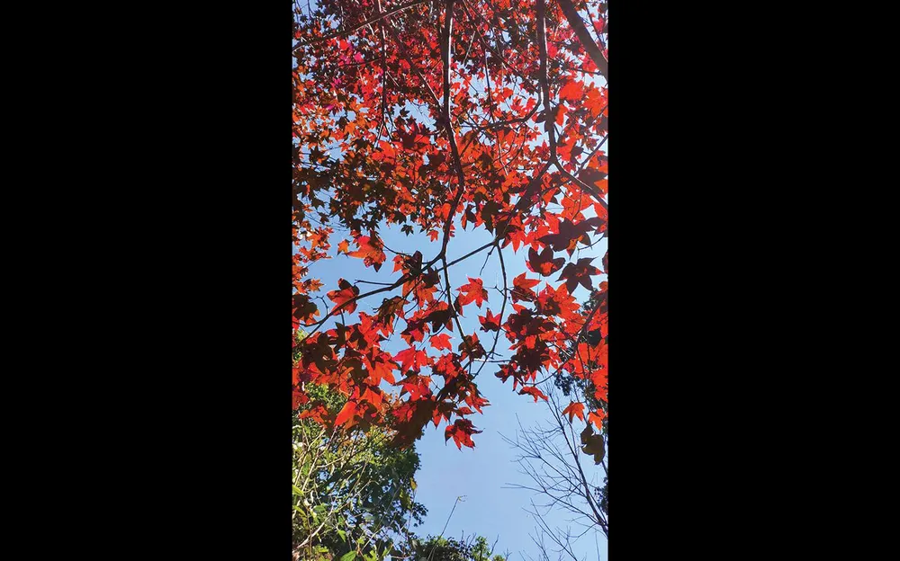 Miền hoài cổ mùa lá phong ảnh 6