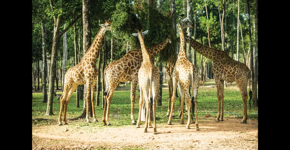 Trải nghiệm Jeju Hàn Quốc tại đảo Phú Quốc ảnh 7