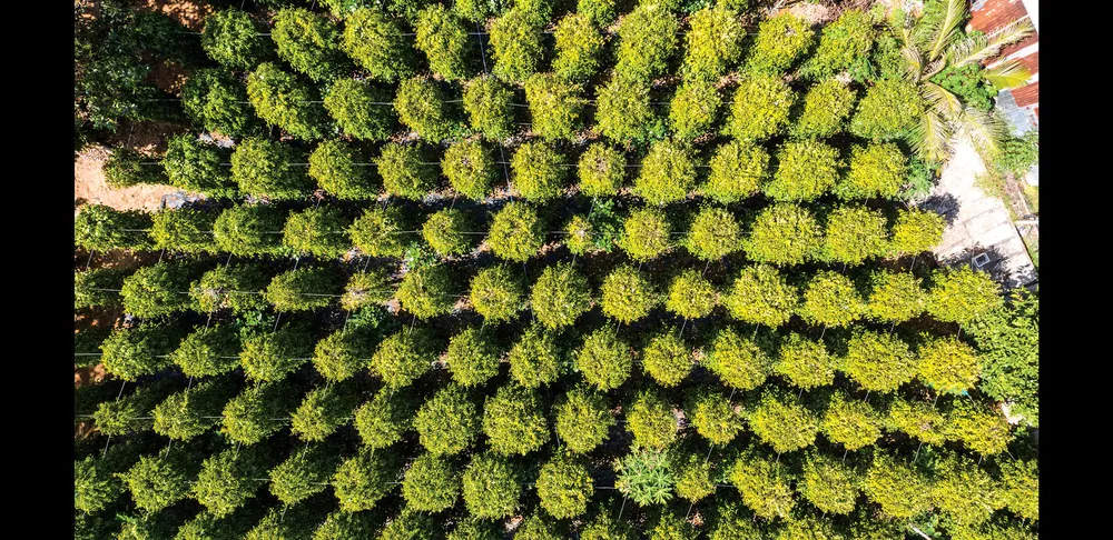 Trải nghiệm Jeju Hàn Quốc tại đảo Phú Quốc ảnh 3