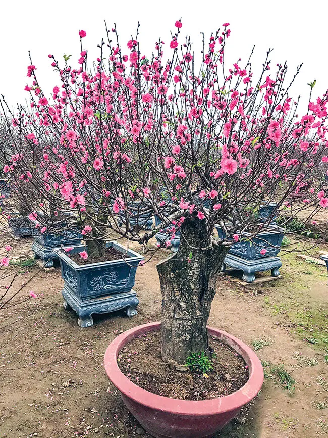 Nghề trồng, thú chơi ảnh 1